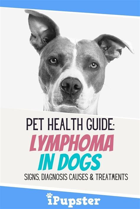 Canine Malignant Lymphoma In Dogs Symptoms Causes And Treatments