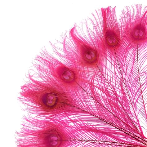 Peacock Feathers 5 To 100 Pieces Shocking Hot Pink Bleached Etsy