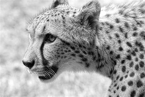 Cheetah Black And White Photograph By Steve Mckinzie Pixels