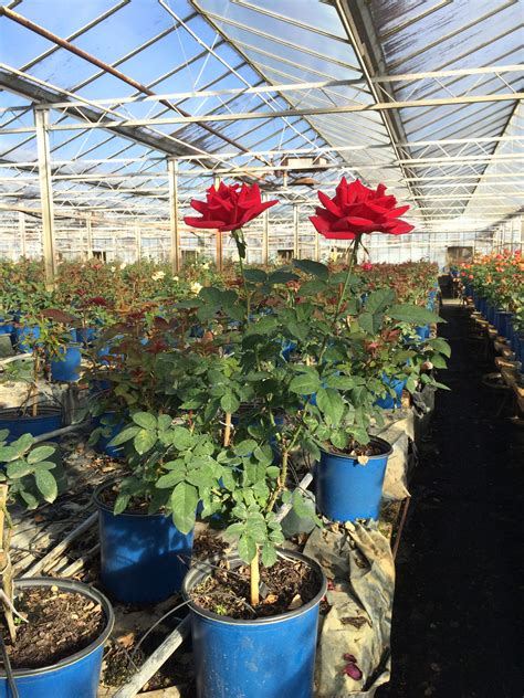 All in all, i'm glad with the purchase and if i don't succeed in grown a thornless rose bush i will certainly pay from here again. Long stemmed big bloomers in the greenhouse! Rose ...