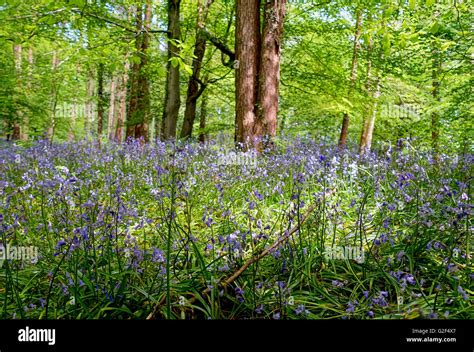 Bluebell Woods Blackdown Hills Somerset England Stock Photo Alamy