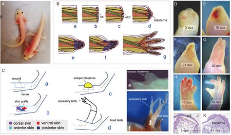 Limb Regeneration Of Axolotl Ambystoma Mexicanum A Axolotls B