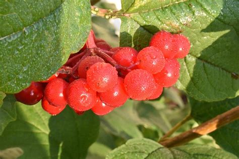 Viburnum Red Berries Free Photo On Pixabay Pixabay