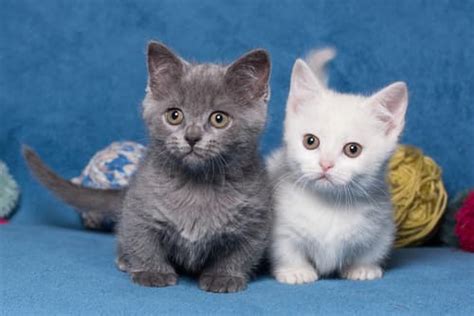 See more ideas about munchkin cat, munchkin, cats. What is the Price of a Munchkin Cat - Catsfud
