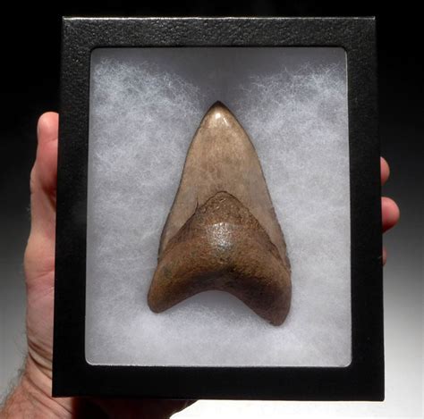 Collector Grade Red White Megalodon Teeth