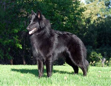 Belgian Sheepdog Info Size Temperament Shedding And Pictures
