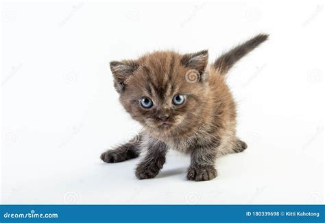 Cat Baby Tabby Kitten Cute Beautifu On White Background Stock Photo