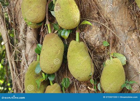 Jackfruit Hanging On Jackfruit Tree In The Forest Of Thailand Stock