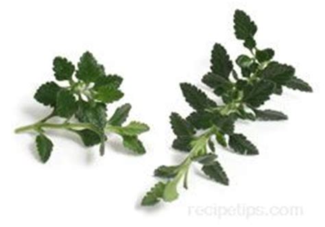 Teucrium is a genus of mostly perennial plants in the family lamiaceae. Germander - Definition and Cooking Information ...