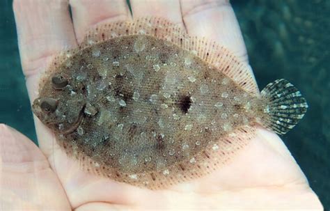 Eyed Flounder Mexican