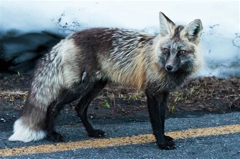 Rare Cascade Fox Photograph By James F Avery Fine Art America