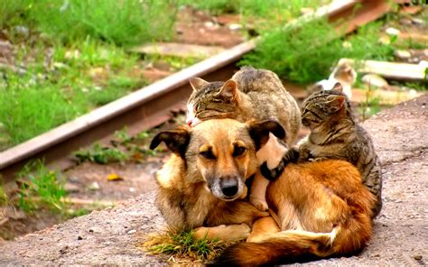 40 Dogs And Cats Who Just Love To Cuddle