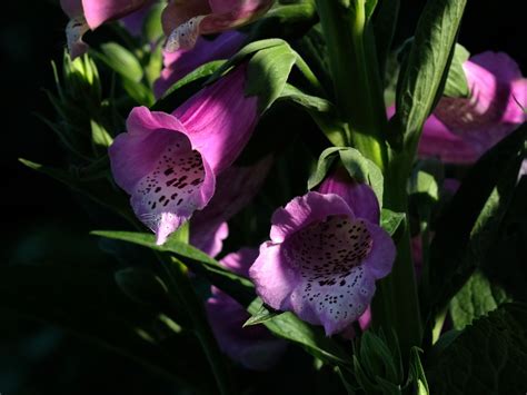 Roter und Wolliger Fingerhut - Heilpflanzenwissen — Heilpflanzenwissen