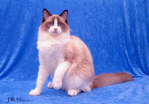 Usa ragdolls adorable ragdoll kittens available now located near clearwater fl. Ragdoll Cats For Sale | Hudson, FL #193478 | Petzlover