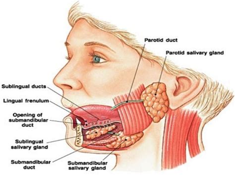 Oral Cavity Mastication And Salivary Glands Biomodderfied