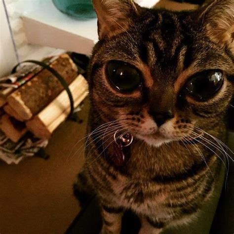 Cat With Alien Eyes Pics