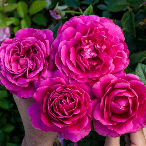 Find and save images from the downton abbey collection by läy (sheylady) on we heart it, your everyday app to get lost in what you love. Pretty Lady Rose Hybrid Tea Rose: Jumbo Bareroot Roses