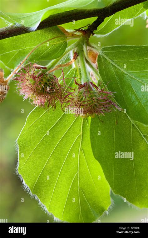Monoecious Female Beech Flower Fagus Sylvatica Stock Photo Alamy
