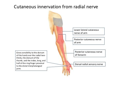 Muscles Innervated By Radial Nerve