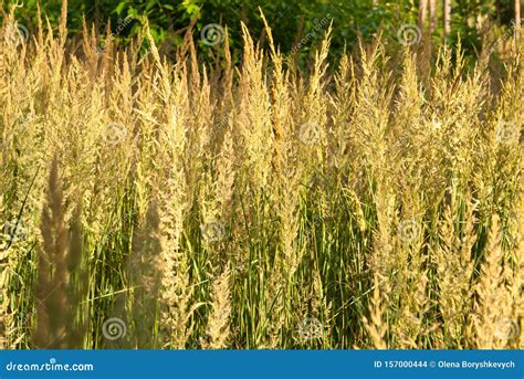 Forest High Grass In The Summer Stock Photo Image Of Grow Grass