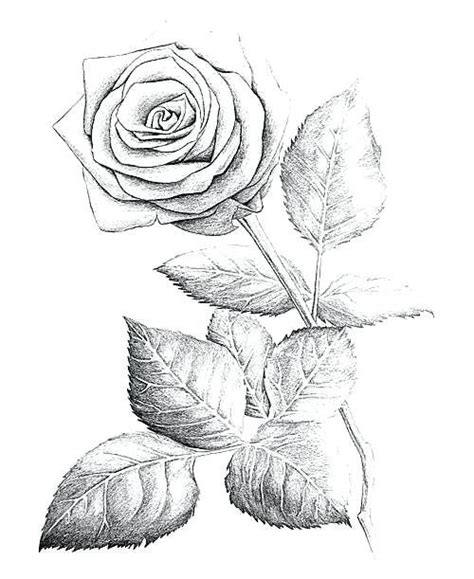 rosas para dibujar a lapiz faciles para dedicar dibujos dibujos dibujos de amor dibujos a