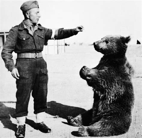Polish Army Bear Wojtek During World War Ii Business Insider