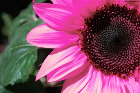 25 Bästa Pink Sunflowers Idéerna På Pinterest Solrosor Blommor Och