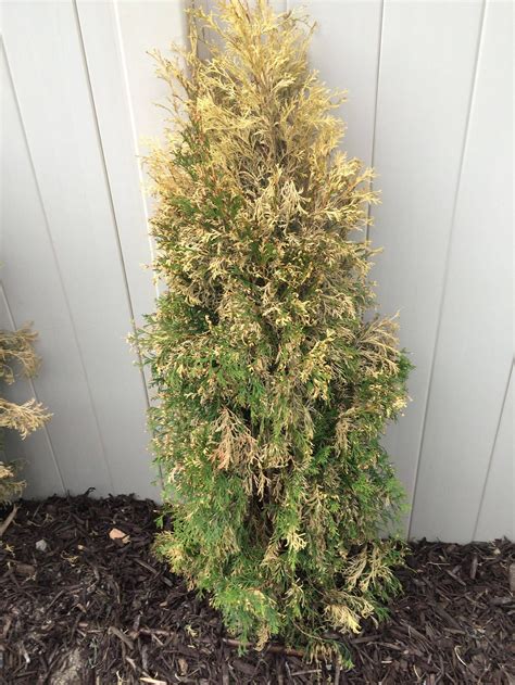 Emerald green arborvitae are the most popular instant privacy trees; trees - Are my Emerald Arborvitaes recoverable ...