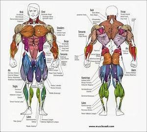 Muscles Anatomy Different Muscles Name Location Body Diagram