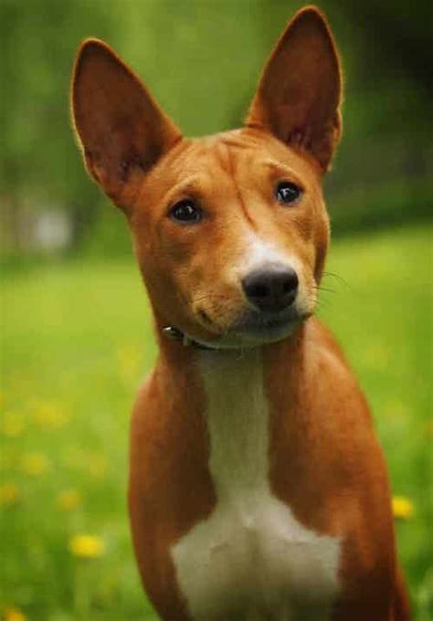Living With The Basenji Temperament 7 Steps For Success