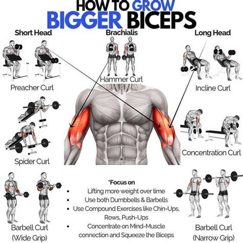 How To Grow Bigger Biceps Big Arm Workout Dumbbell Bicep Workout