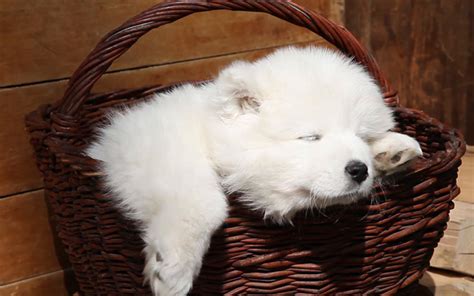 Download Wallpapers Samoyed Basket White Dog Puppy Sleeping Dog