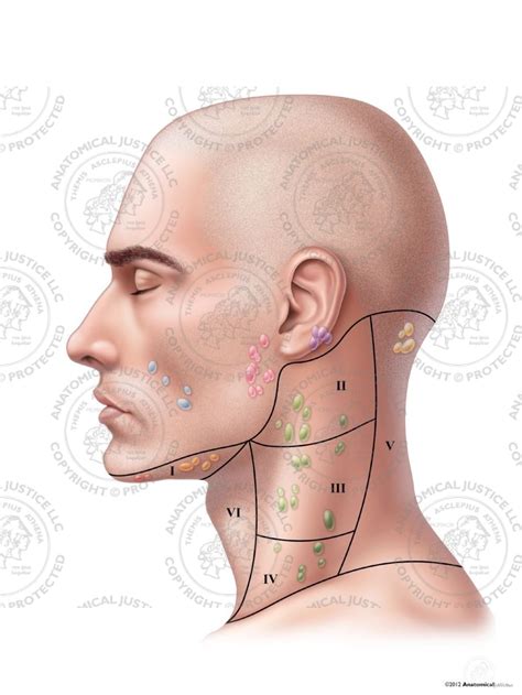 Posterior Neck Lymph Node Anatomy Images And Photos Finder