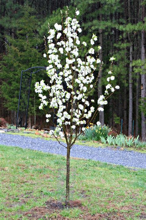 Really useful tips especially for gardeners who want to. Flowering Trees for Your Front Yard - Home Garden Joy