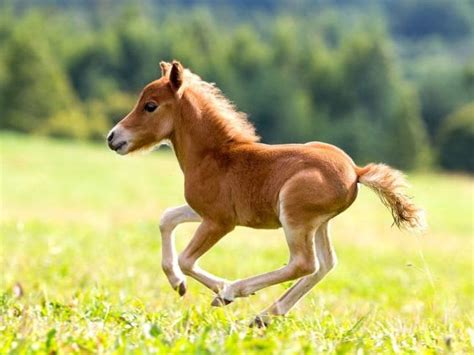 A group of rabbits is called a herd. What is a baby female horse called?