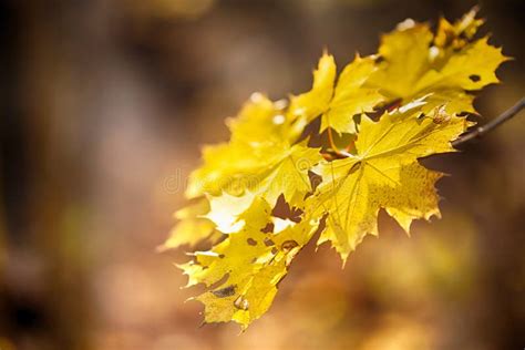 Autumn Concept With Yellow Leaves Blurred Background Stock Image