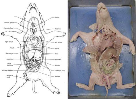 Pig Fetal Dissection Diagram Worksheet Diagrams Anatomy Biology System