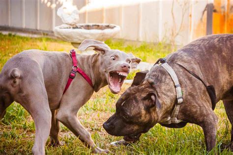 How To Deal With Dog Aggression Birthrepresentative14