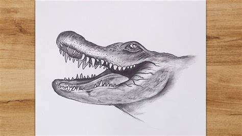 How To Draw A Crocodile Head Step By Step Realistic Crocodile Drawing