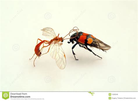 Fight Of Insects Royalty Free Stock Image Image 1220246
