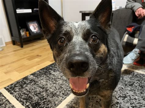 The blue heeler dog, also known as australian cattle dog, never fails to impress with their blue markings, intellect, and sturdiness. Increasing Exercise and Tips to Stop a Blue Heeler's Aggressive Behavior: Dog Gone Problems