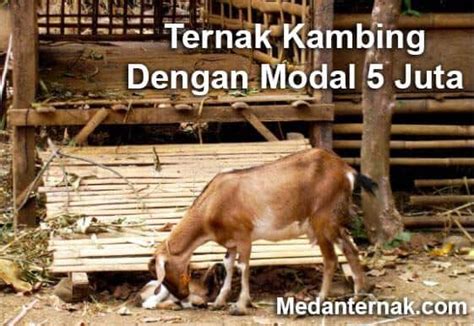 Mau Untung Mari Belajar Ternak Kambing Dengan Modal Juta Rupiah