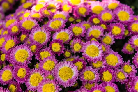 Purple Chrysanthemum Stock Photo Image Of Purple Wild 52737902