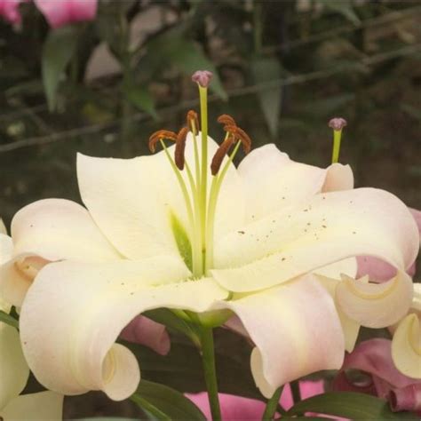 Get Lily Pretty Woman Summer Flowering Bulb Lilium In Mi At English