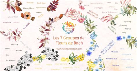 Les 38 Fleurs De Bach Par Ordre Alphabétique Descriptions Et Ressentis