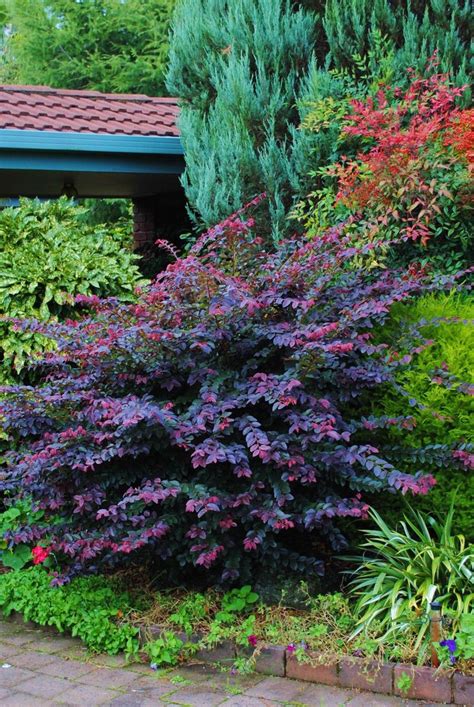 17 Best Images About Purple Flowering Plants On Pinterest Gardens