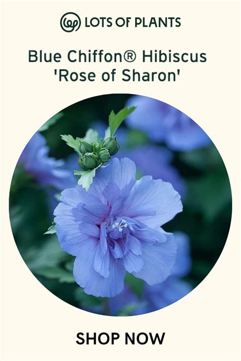 Blue Chiffon Hibiscus Rose Of Sharon Plants African Violets