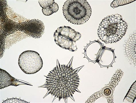 Ssm 06 South China Sea Picture Of Radiolarian Microscopic Nature