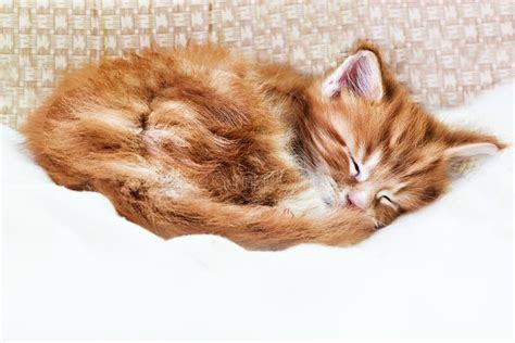 Ginger Tabby Kitten Cute Stock Photo Image Of Small 176069458