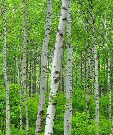 Buy Silver Birch Trees - Betula pendula - Trees by Post